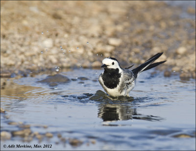 AM_03282012_W Wagtail_002 - email.jpg