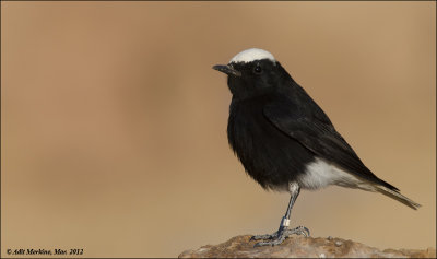 AM_03302012_W-c_Black Wheatear_007 - email.jpg