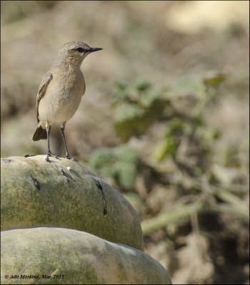  AM_03292012_Isabelline Wheatear_001 - email.jpg