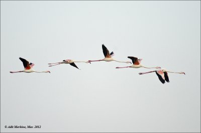  AM_03302012_G Flamingo_001 - email.jpg