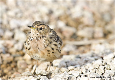 AM_03312012_Red-throated Pipit_002 - email.jpg