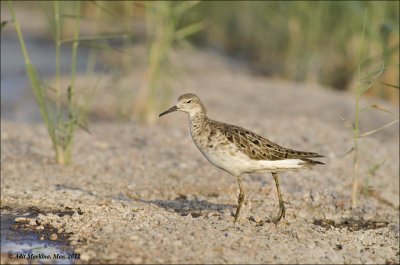 AM_03282012_Ruff_001 - email.jpg