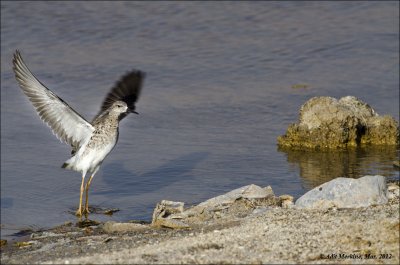 AM_03282012_Ruff_002 - email.jpg