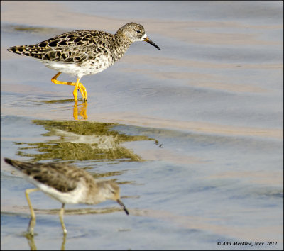 AM_03282012_Ruff_003 - email.jpg