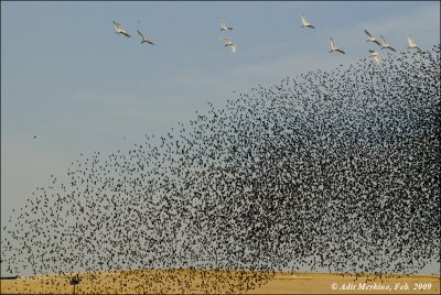  AM_02132009_Starlings Show_002 - email.jpg