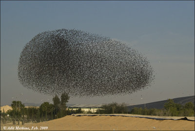 Starlings Show