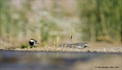 AM_03282012_W Wagtail_003 - email.jpg