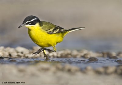 AM_03282012_Y Wagtail_002 - email.jpg