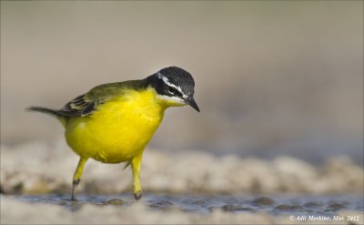 Western Yellow Wagtail