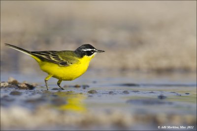 AM_03282012_Y Wagtail_006 - email.jpg