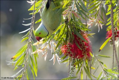 AM_ G Parakeet_19042010_001- email.jpg