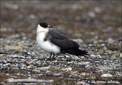 Arctic Skua