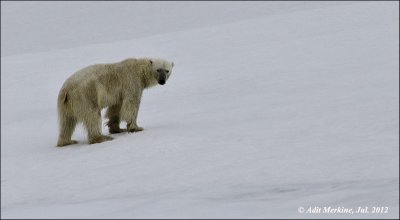 Polar Bear