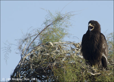 Great Spotted Eagle