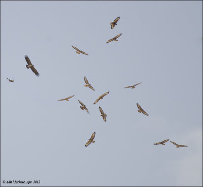 AM_04012012_Common Buzzard_001 - email.jpg