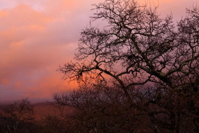 Sunset and bare oaks 2.jpg