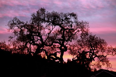 Sunset and Oaks.jpg