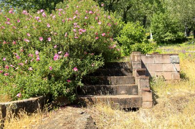 steps Mexican primroses.jpg