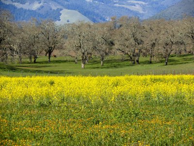 Mustard,flowers, mossy oaks, hill