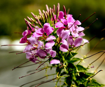 Purple spider flower.jpg