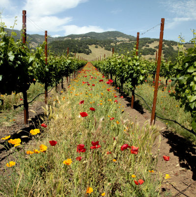 Poppies in vineyard