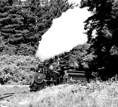 steam engine coming out of trees b&w