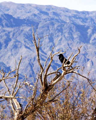 Raven in Bare Tree