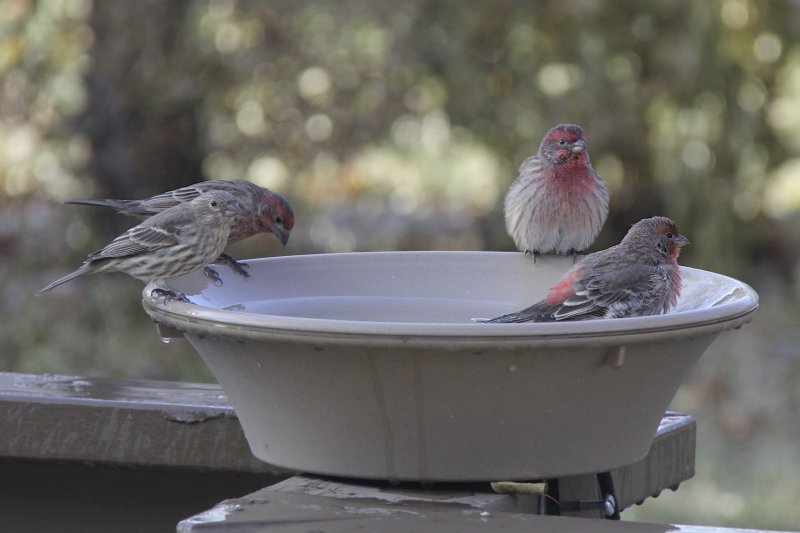 House Finch
