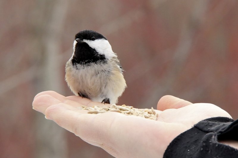 Black-capped Chickadee