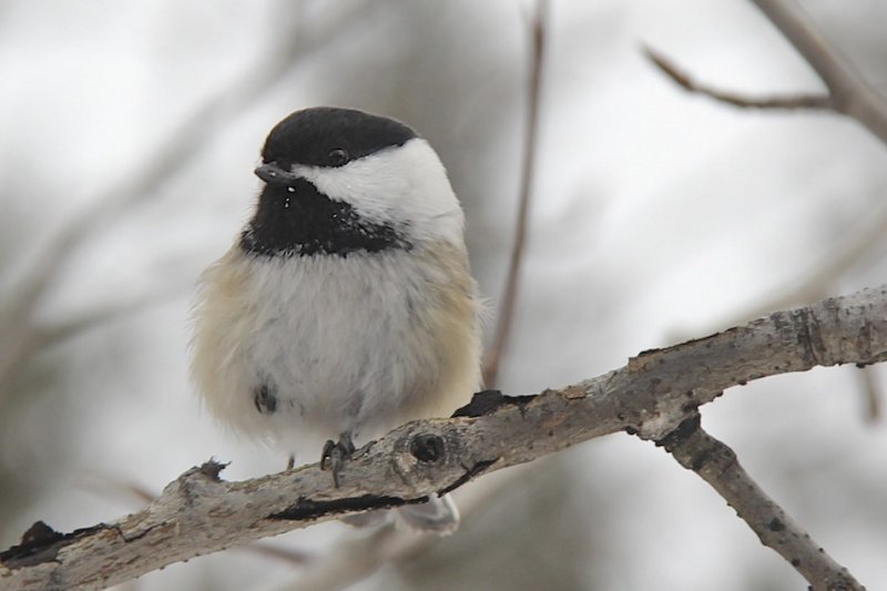 Black-capped Chickadee