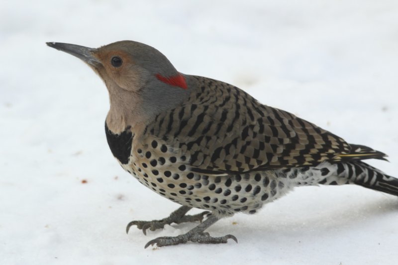 Northern Flicker yellow-shafted (female)