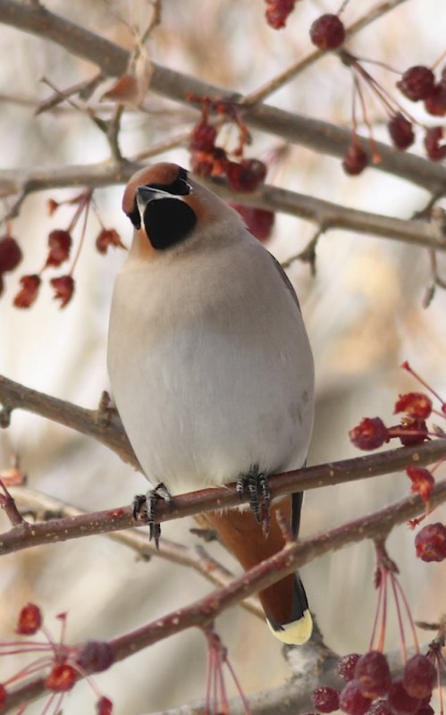 Bohemian Waxwing