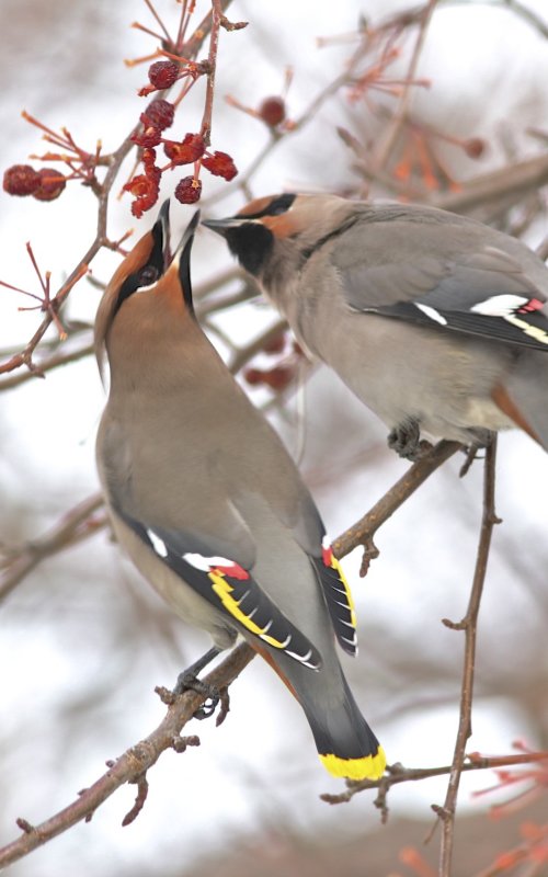 Bohemian Waxwing