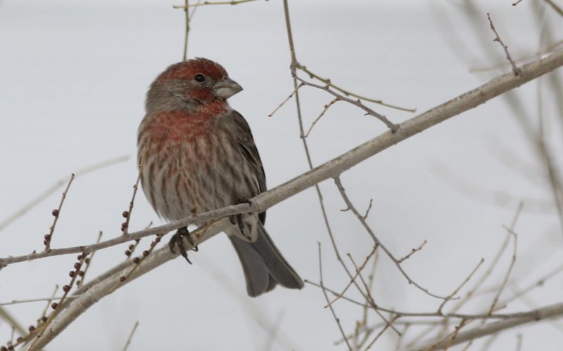 House Finch (male)