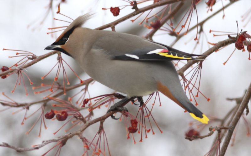 Bohemian Waxwing