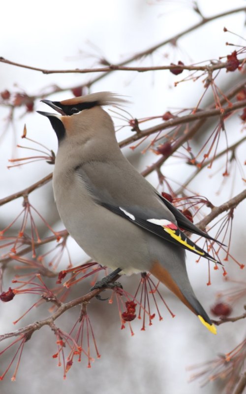 Bohemian Waxwing