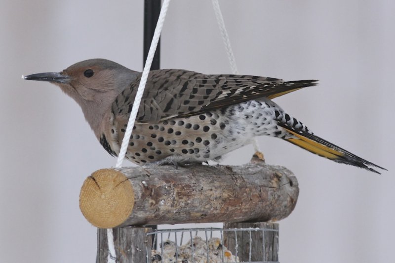 Northern Flicker yellow-shafted (female)