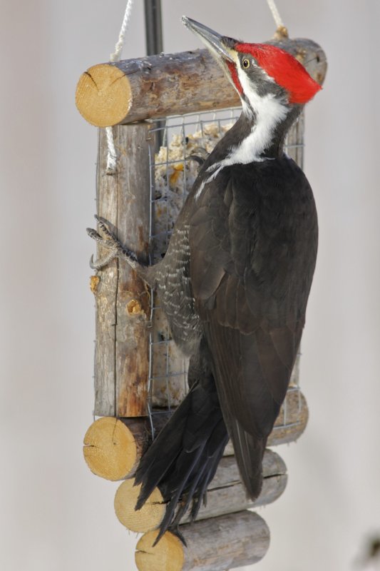 Pileated Woodpecker (male)