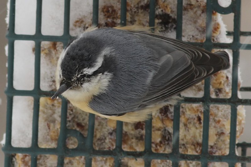 Red-breasted Nuthatch with injured eye