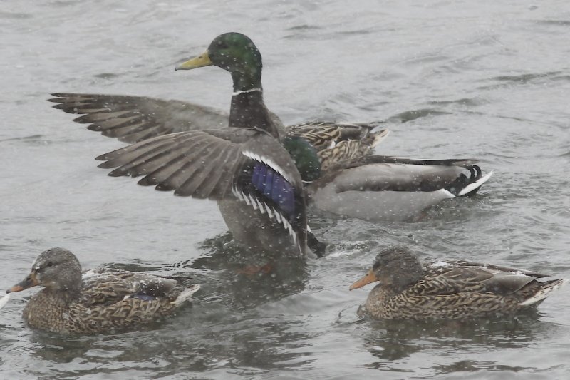 Mallard flapping.jpg