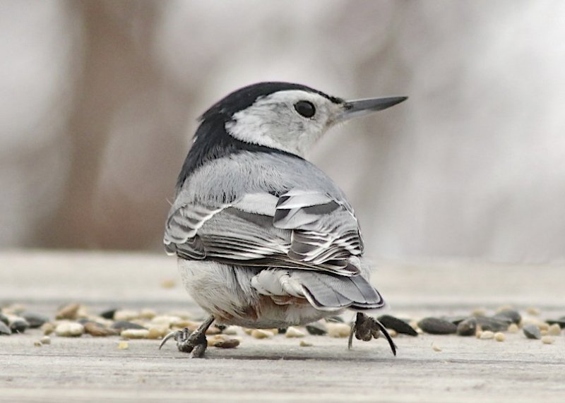 White-breasted Nuthatch