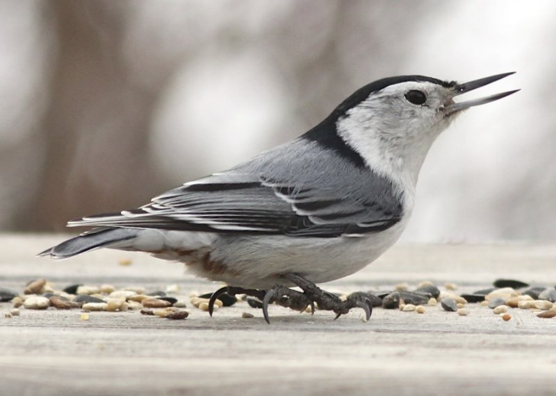 White-breasted Nuthatch