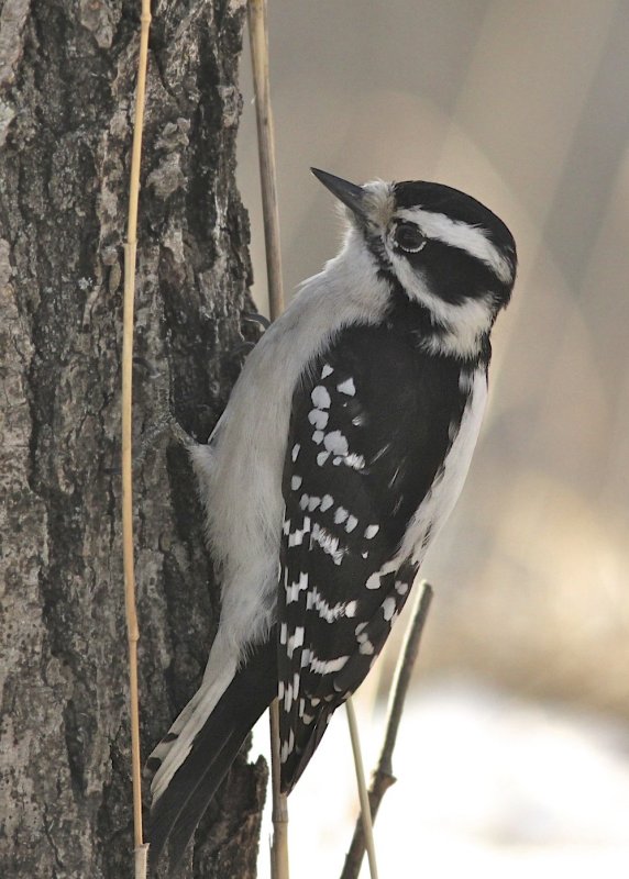 Downy Woodpecker female.jpg