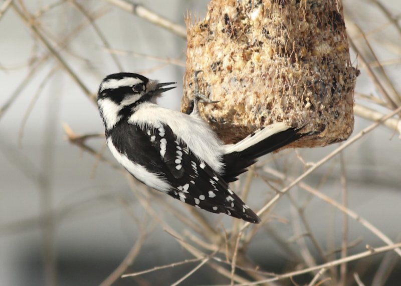 Downy Woodpecker (female)