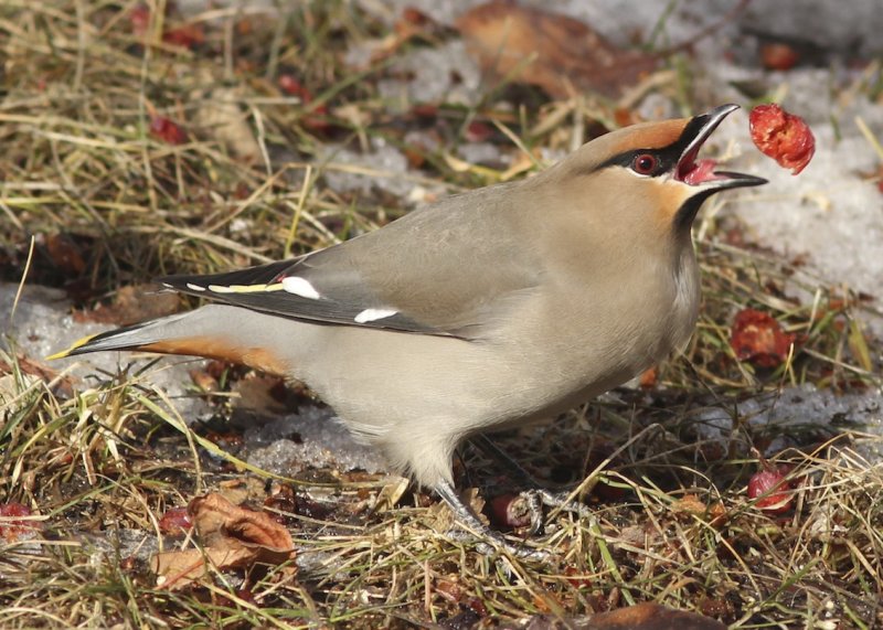 Bohemian Waxwing