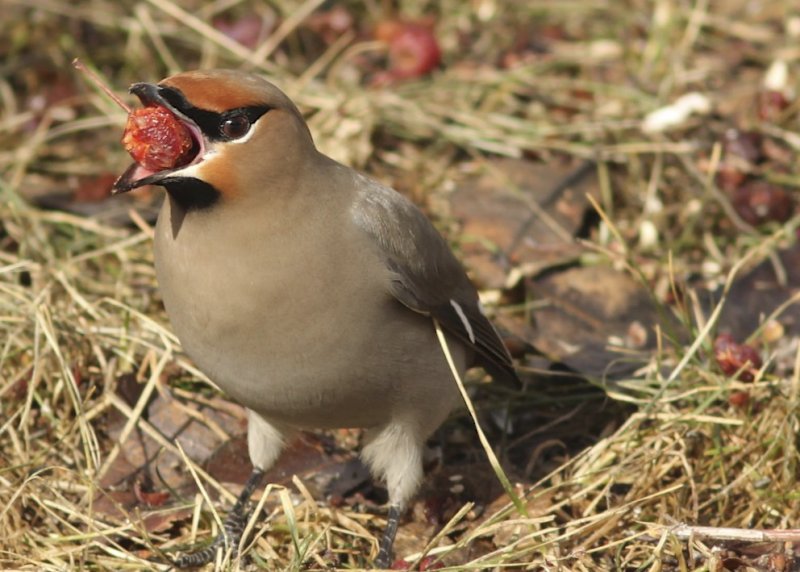 Bohemian Waxwing