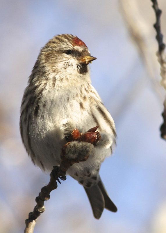 Common Redpoll