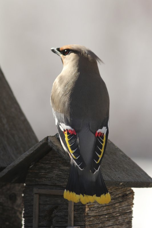 Bohemian Waxwing