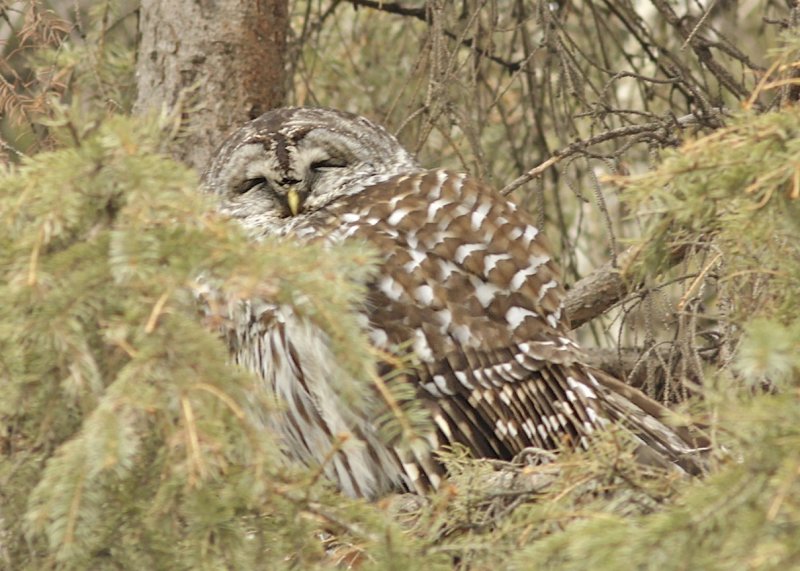 Barred Owl