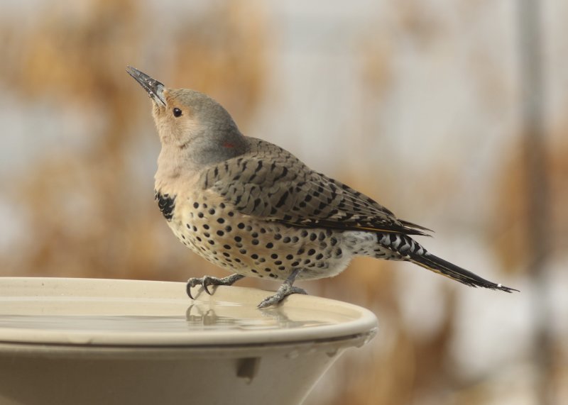 Northern Flicker yellow-shafted (female)